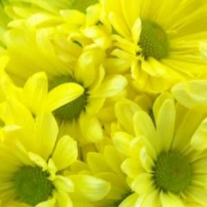 Meet your Posher, Holly